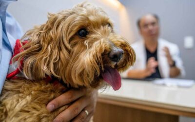 Why more people are going into pet debt — even when it causes ‘a great deal of anxiety’