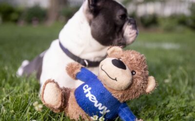 Pets adopted during the pandemic are getting older. Chewy’s expansion into this business stands to benefit.